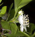 Littlehip hawthorn